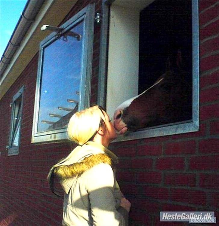 Anden særlig race Amyryllis billede 12