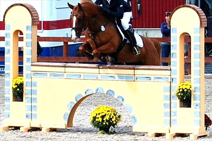 Anden særlig race Amyryllis billede 13