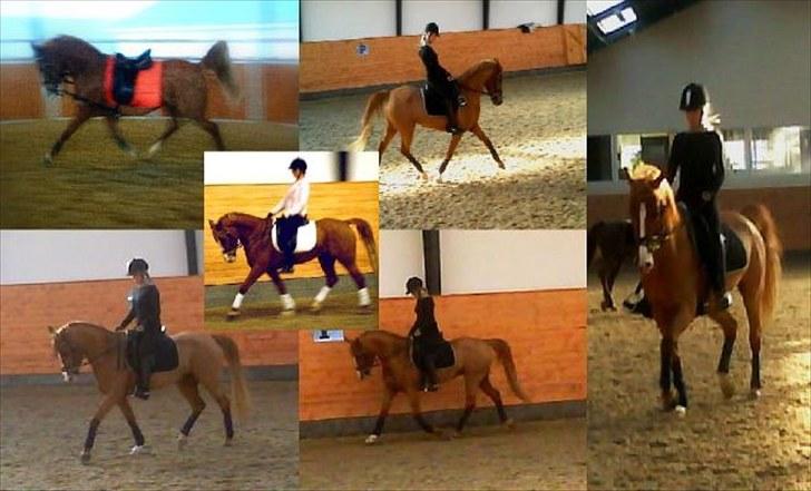 Anden særlig race Amyryllis billede 14