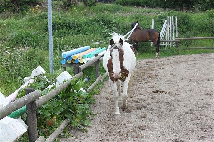 Pinto Blanding Gismoe - #7 Du kan vælge og gå, men der er noget der får dig til og blive, du kan vælge og hade mig men vælger istedet at elske mig. Jeg ved ikke hvad det er men du skal vide jeg håber det er pga. mig :*<3  foto:Mig billede 7