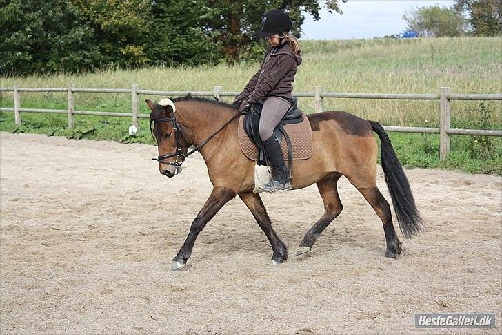 Anden særlig race Sir Arthur billede 14