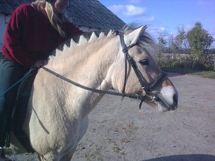 Fjordhest Orisa  - se lige mig  billede 8