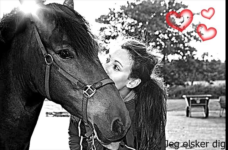 Anden særlig race Starlight billede 11