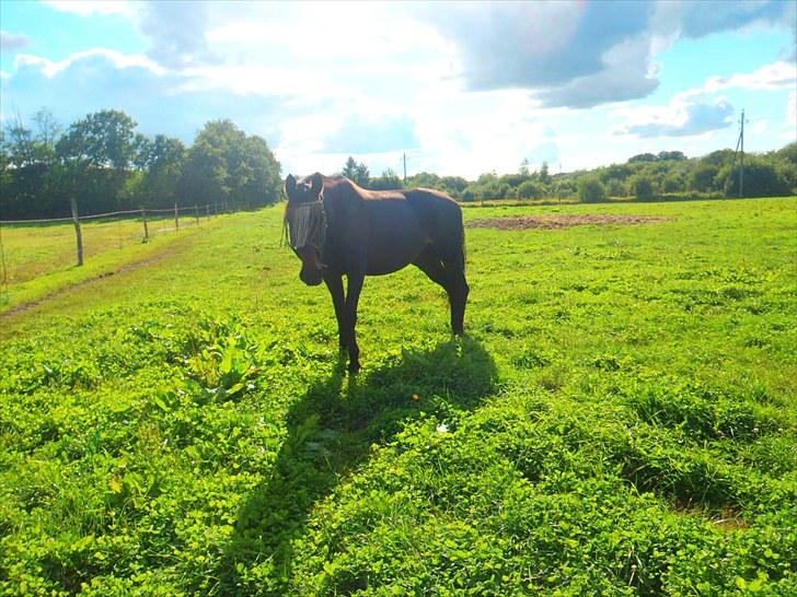 Dansk Varmblod Sun Shine  billede 11