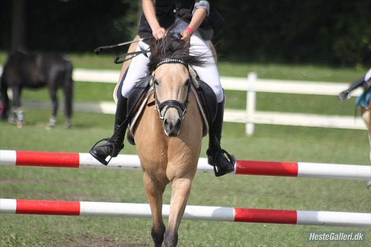 Anden særlig race Shanon B-pony - Copenhagen horse show 2010! Foto: Lulse billede 12