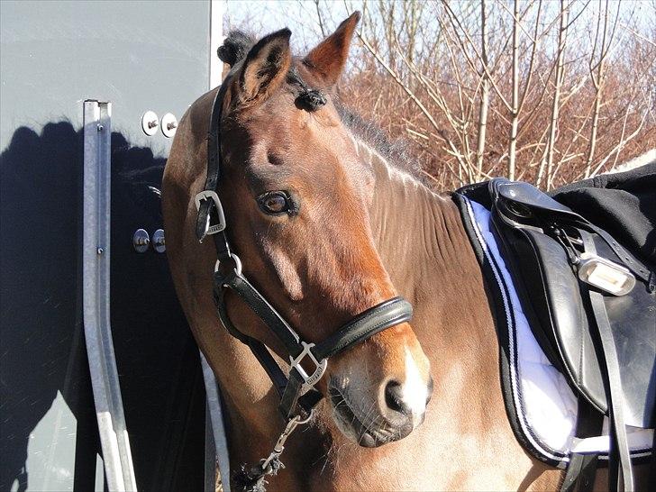 New Forest Kantje's Thierry B-pony RIP - Stævne d. 12 februar 2011. billede 4