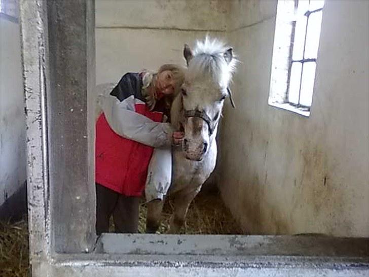 Shetlænder Sputte Gamle Part. billede 12