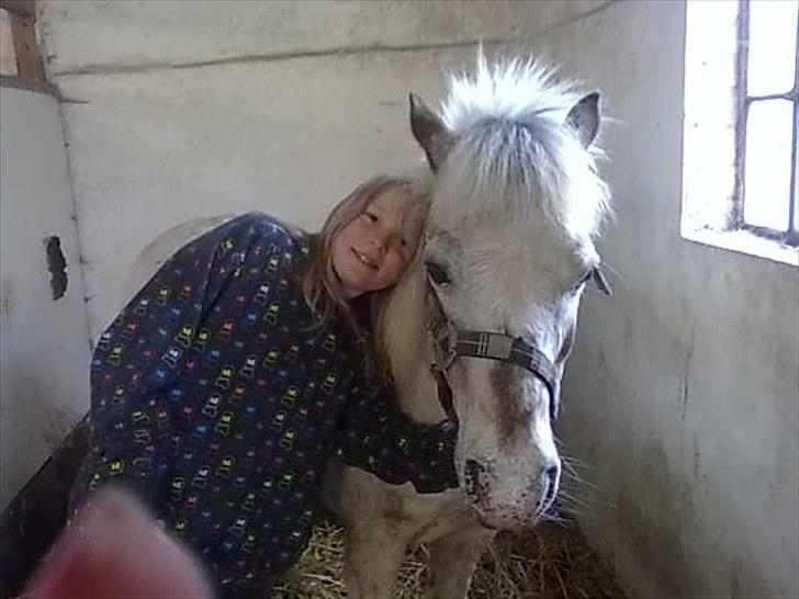 Shetlænder Sputte Gamle Part. billede 13