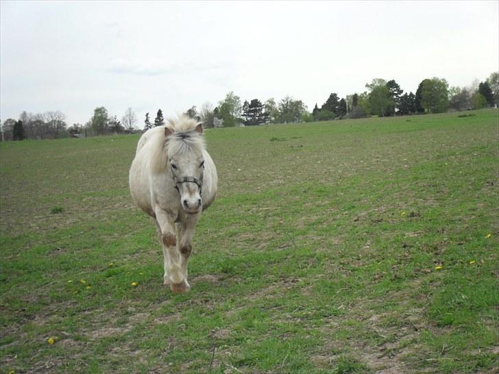 Shetlænder Sputte Gamle Part. billede 14