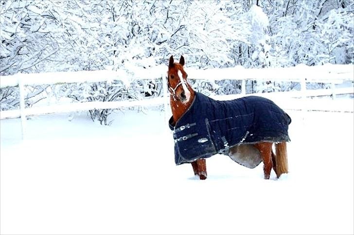 Anden særlig race Amyryllis billede 15