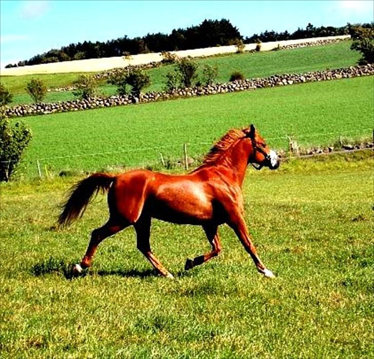 Anden særlig race Amyryllis billede 16