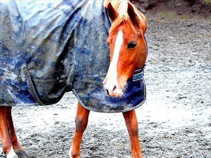 Anden særlig race Amyryllis billede 17