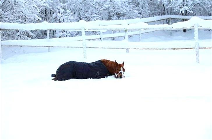 Anden særlig race Amyryllis billede 18