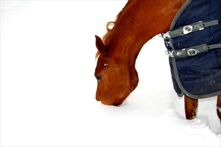 Anden særlig race Amyryllis billede 19