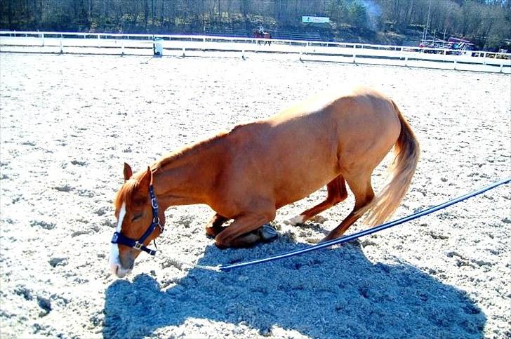 Anden særlig race Amyryllis billede 20
