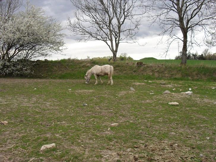 Shetlænder Sputte Gamle Part. billede 15