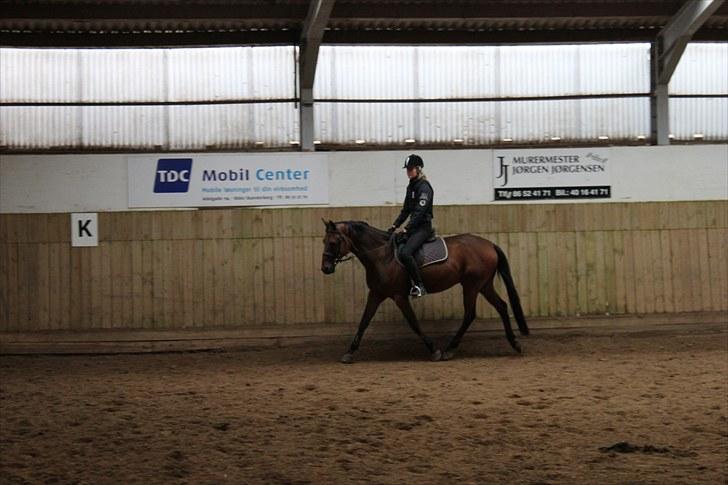 Tysk Sportspony Arking Jump - Opvarmning(-; Foto: Mette, d. 15/09/10. billede 16