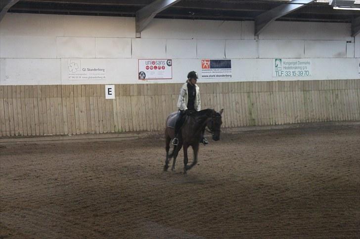 Tysk Sportspony Arking Jump - "Afvarmning"?(-; Foto: Mette, d. 15/09/10. billede 17