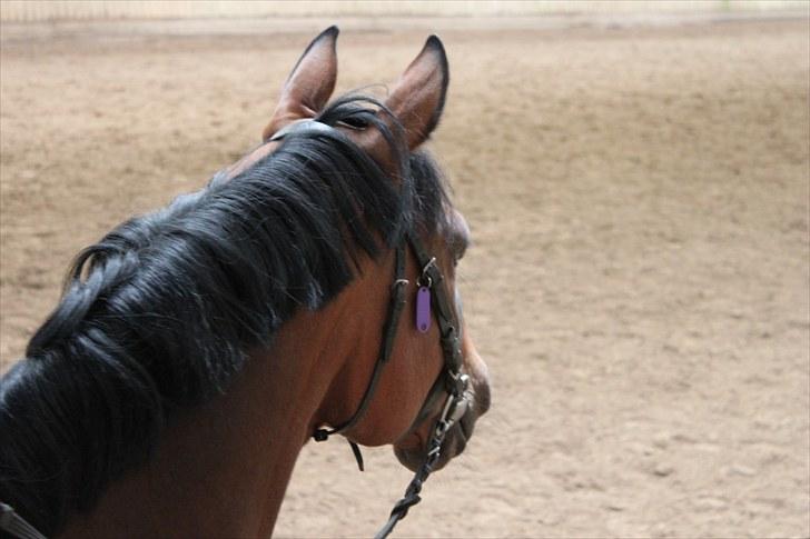Tysk Sportspony Arking Jump - Spændende(-; Foto: Mette, d. 15/09/10. billede 18