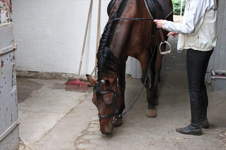 Tysk Sportspony Arking Jump - Efter regnfuld springtræning(-; Foto: Mette, d. 15/09/10. billede 19