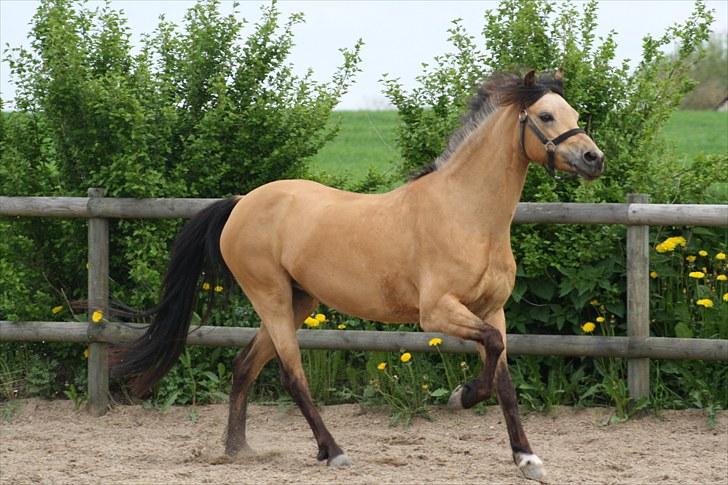 Welsh Pony (sec B) låddenhøjs spigall *DM 2011* billede 14