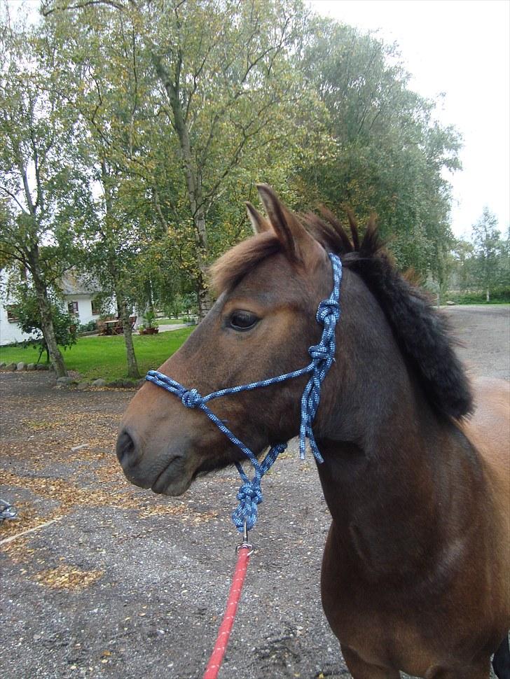 Anden særlig race Buster Larsen billede 4