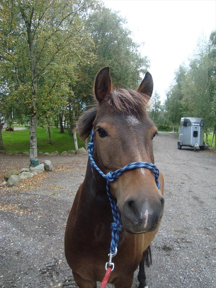 Anden særlig race Buster Larsen billede 5