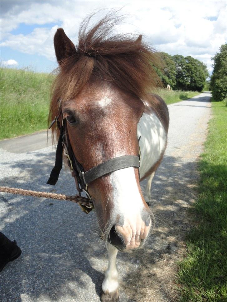 Shetlænder Logan. ~ En tid, et savn.  - ´er det mig du kigger på?´ - ´så kig goooodt efter´ 8D billede 12
