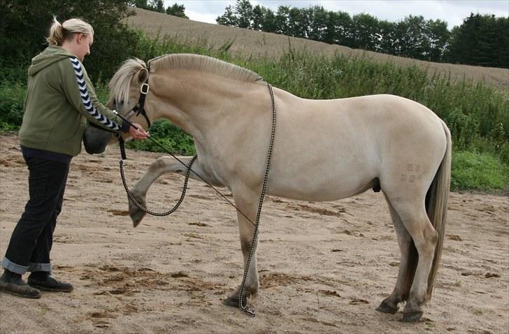 Fjordhest Brødsgaards Leander  - Leander ved at lære spanske skridt af ejer Pia:-) billede 17