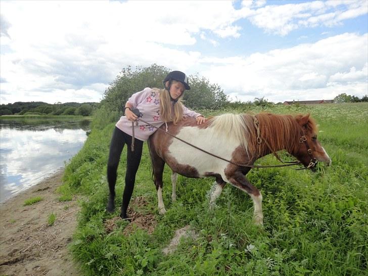 Shetlænder Logan. ~ En tid, et savn.  - jajaja, jeg ved du mener det godt min skat. < 3 billede 13