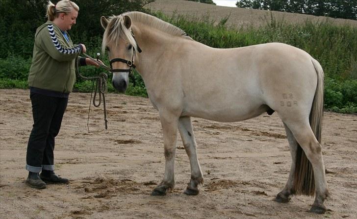 Fjordhest Brødsgaards Leander  - Leander og Pia august 2010 billede 18