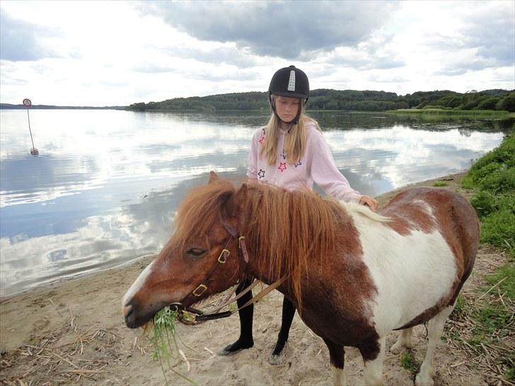 Shetlænder Logan. ~ En tid, et savn.  - perfekt dag. jeg elsker dig logge :*< 3 billede 16