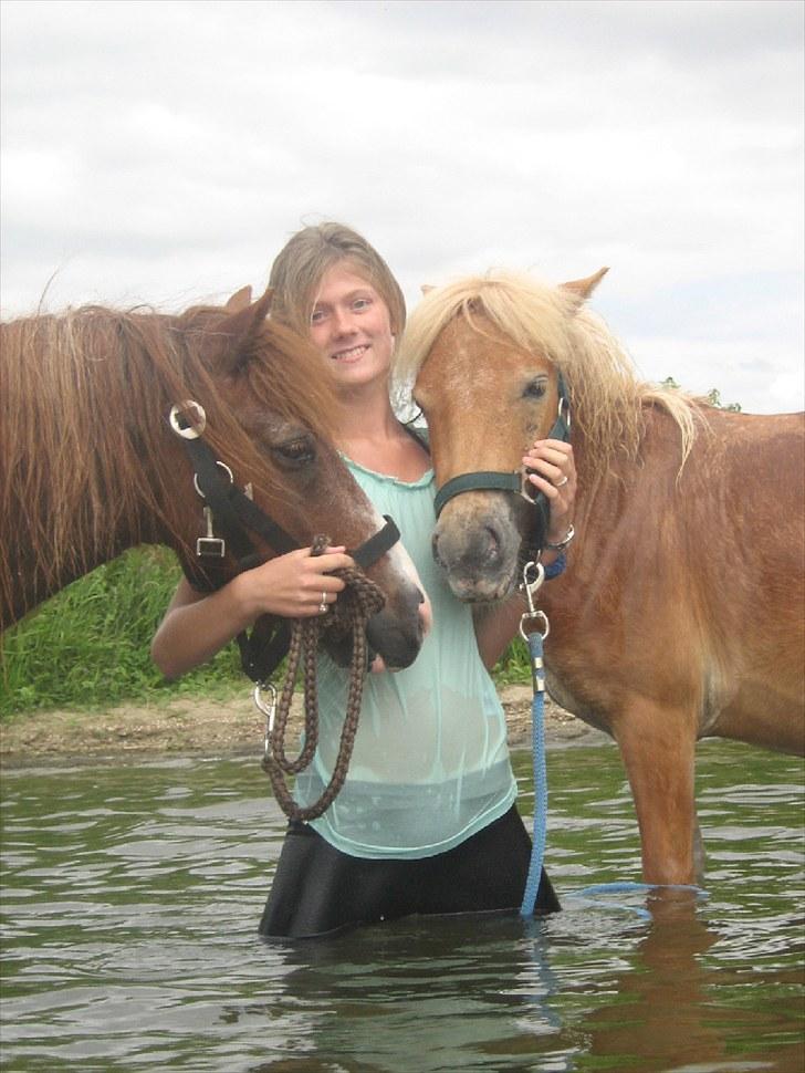 Shetlænder Logan. ~ En tid, et savn.  - Logan og cookie :´D< 3 billede 17