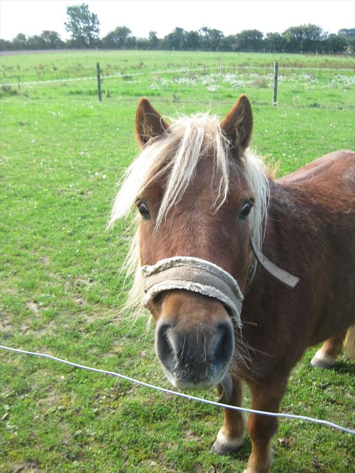 Shetlænder Kasper R.I.P SAVNET! <3 - taget af mie billede 17