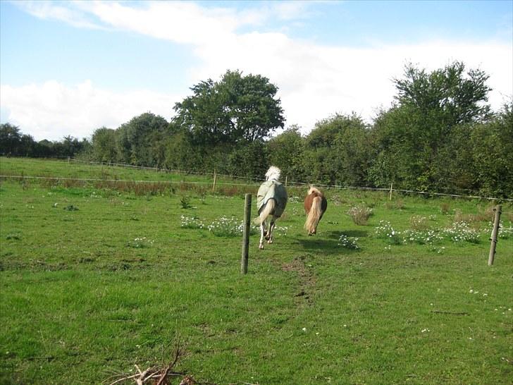 Shetlænder Kasper R.I.P SAVNET! <3 - taget af mie billede 18