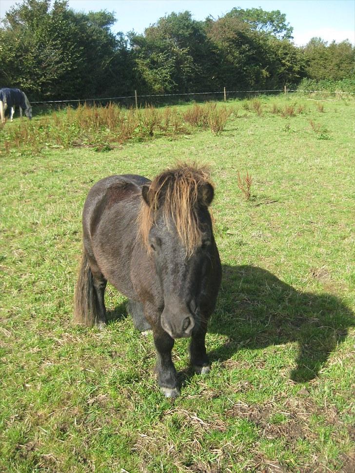 Shetlænder Vikter - Taget af: mie billede 9