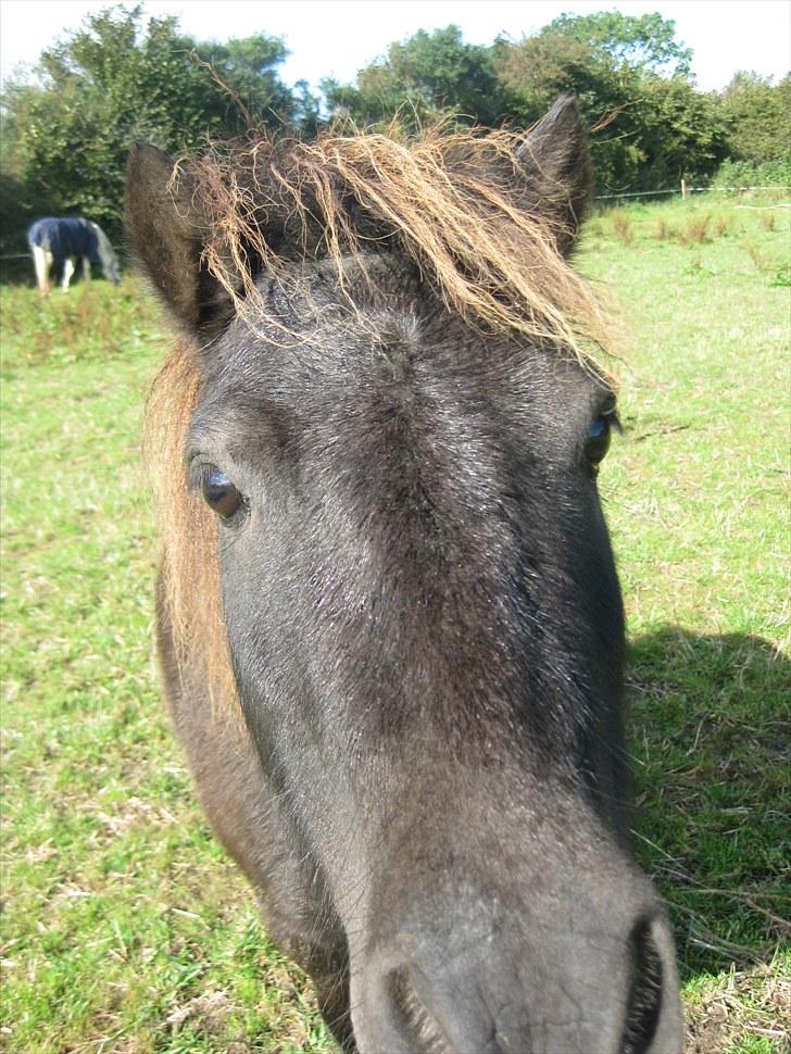 Shetlænder Vikter - taget af: mie billede 15