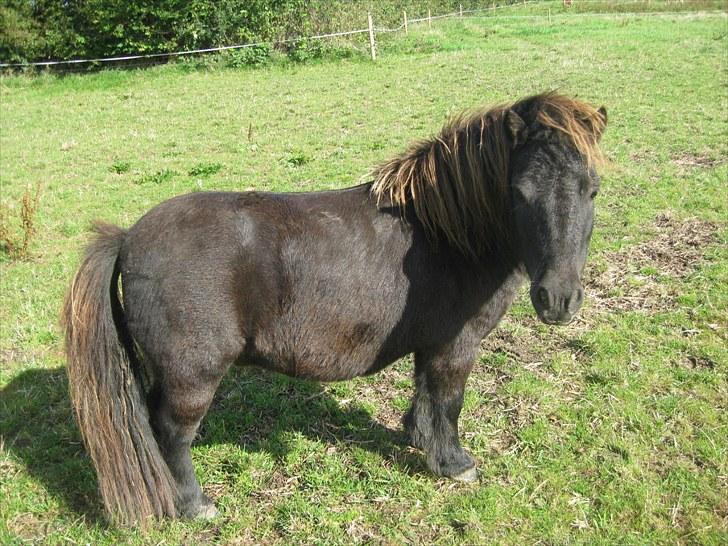 Shetlænder Vikter - taget af: mie billede 16