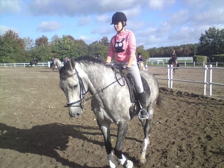 Dansk Varmblod Le Noir billede 11