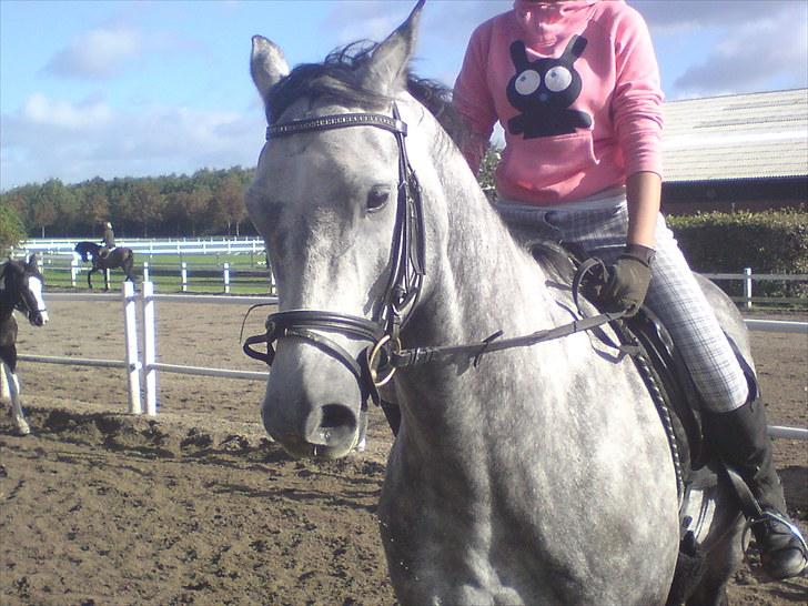 Dansk Varmblod Le Noir billede 12