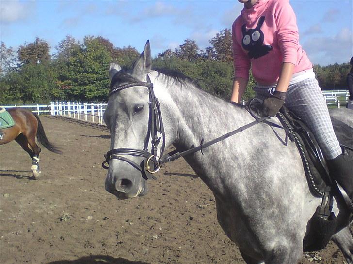 Dansk Varmblod Le Noir billede 13