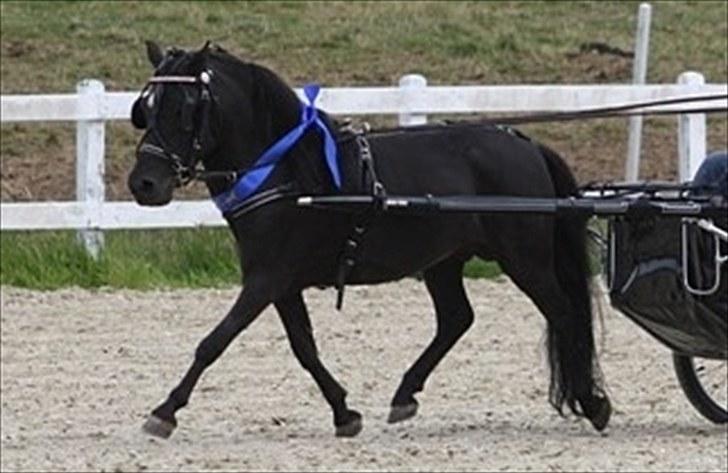 Amerikansk Miniature Candyland Southern Secret - Jette med det blå bånd (vinderbåndet). Foto: Sara Kølbæk billede 15