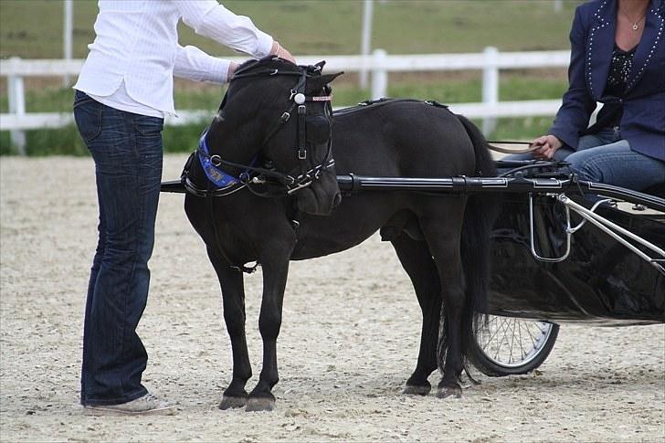 Amerikansk Miniature Candyland Southern Secret - Foto: Sara Kølbæk billede 16