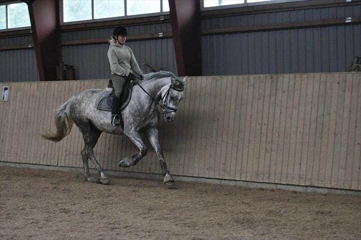 Dansk Varmblod Rosenskjold´sTanzania <33  solgt d. 20-11-11 - Gallop :D<333 billede 4