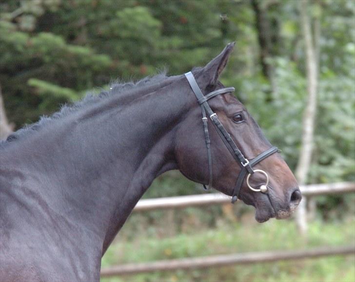 Dansk Varmblod Kito V - Smukke Kito<3 billede 9