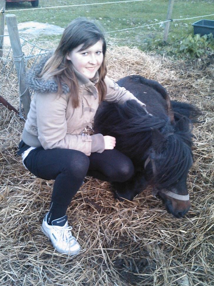 Shetlænder Stella billede 13