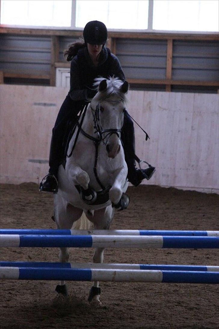 Hollandsk Sportspony  JUANOS (JOENS) <3 - Joens´en :)  billede 17