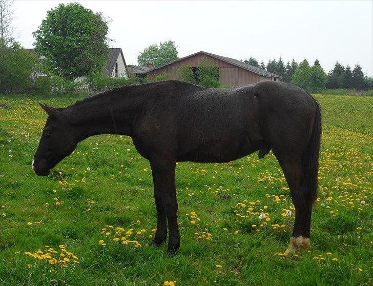 Anden særlig race Klitgaards Mr Big *R.I.P* - Fra Maj 2011, på sommergræs i den gamle løsdrift.. billede 29