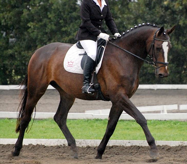 Dansk Varmblod Majestic/Hanniball - 2011 billede 13