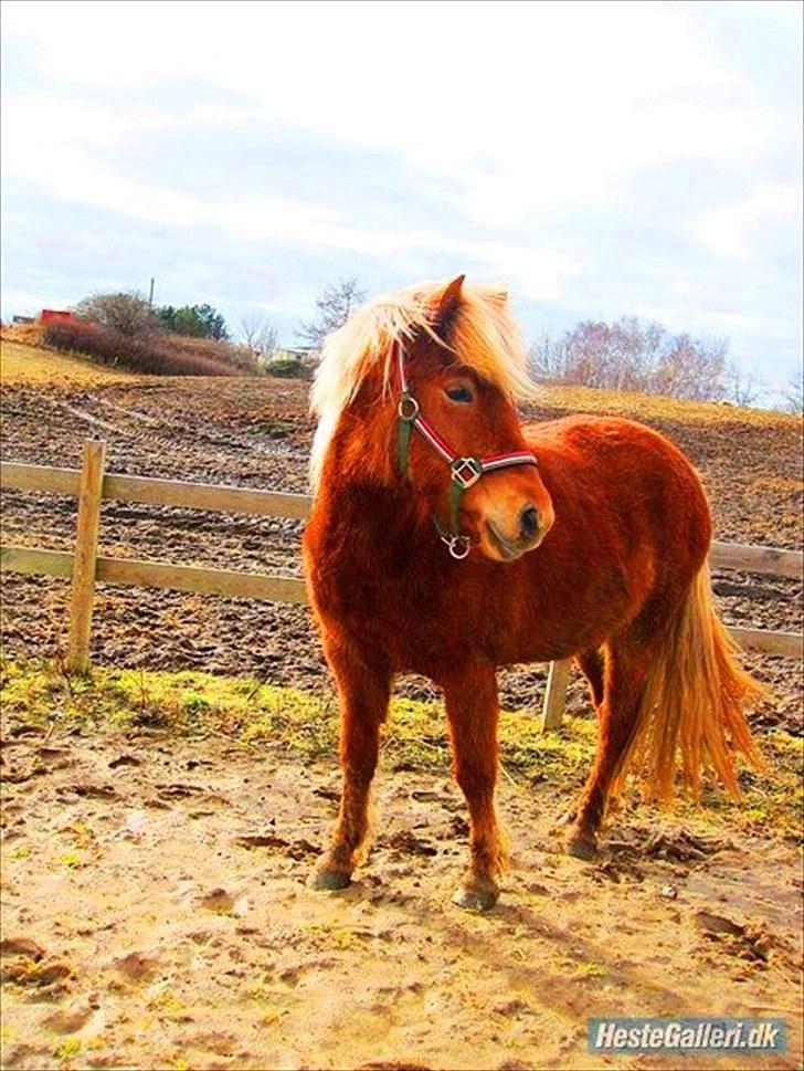 Islænder Fjóla fra freersvang  - på bane:) billede 6